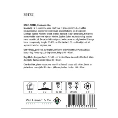 Echinops ritro -zaden- Echinops ritro -zaden-