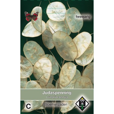 Lunaria annua -zaden-