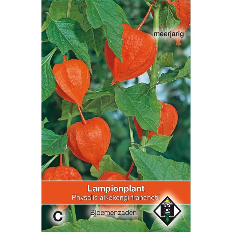 Physalis alkekengi franchetii -zaden- Physalis alkekengi franchetii -zaden-