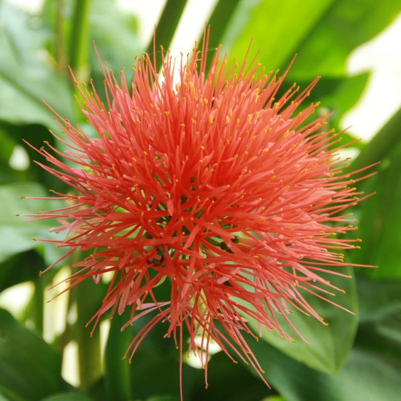 Scadoxus multiflorus ssp. katherinae