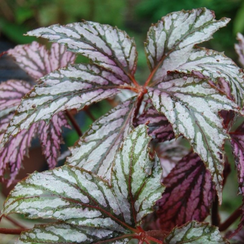 Begonia 'Benitochiba' Begonia 'Benitochiba'