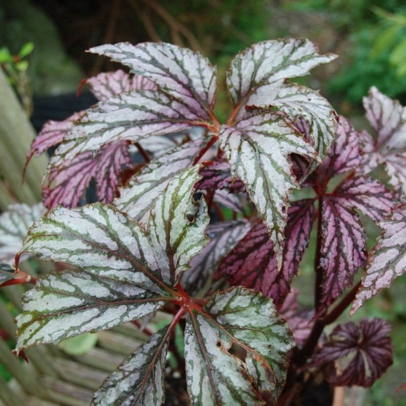 Begonia 'Benitochiba' Begonia 'Benitochiba'