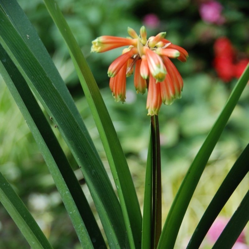 Clivia x cyrtanthiflora Clivia x cyrtanthiflora