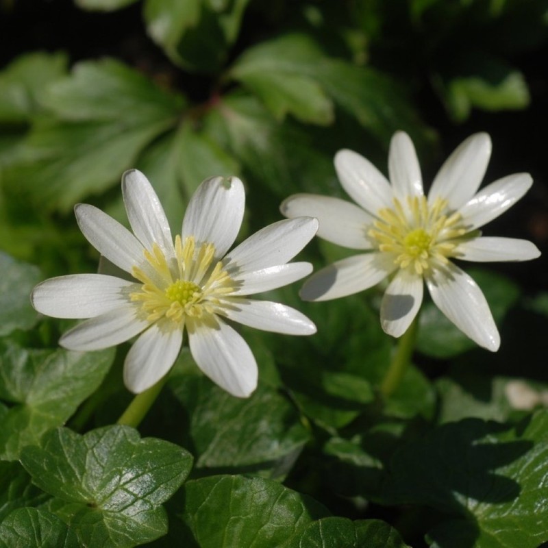 Ficaria verna 'Randall's White' Ficaria verna 'Randall's White'