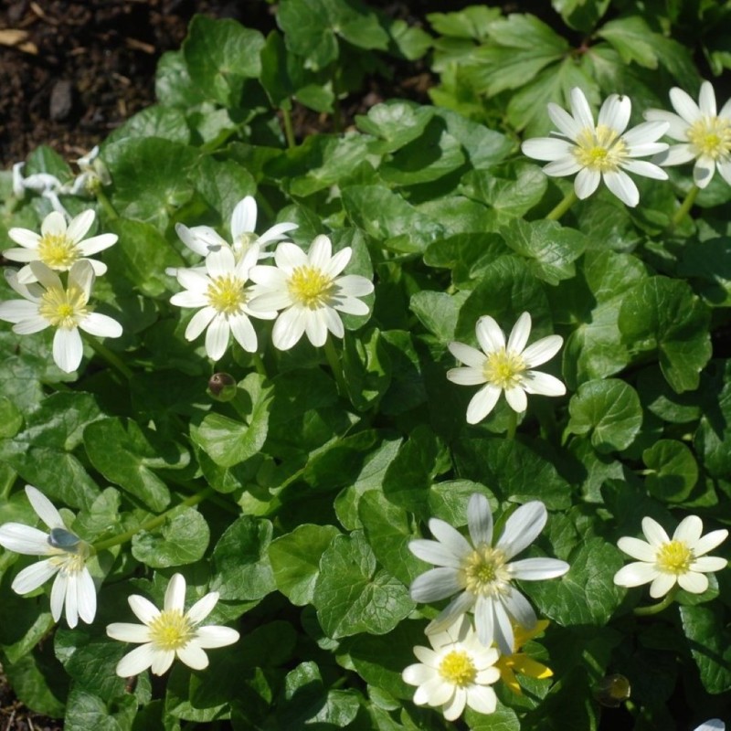 Ficaria verna 'Randall's White' Ficaria verna 'Randall's White'