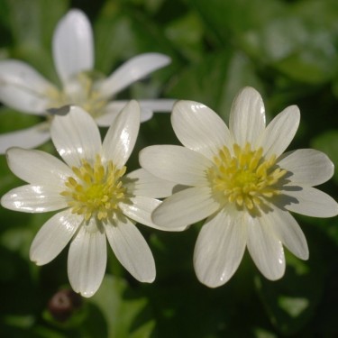 Ficaria verna 'Randall's White' Ficaria verna 'Randall's White'