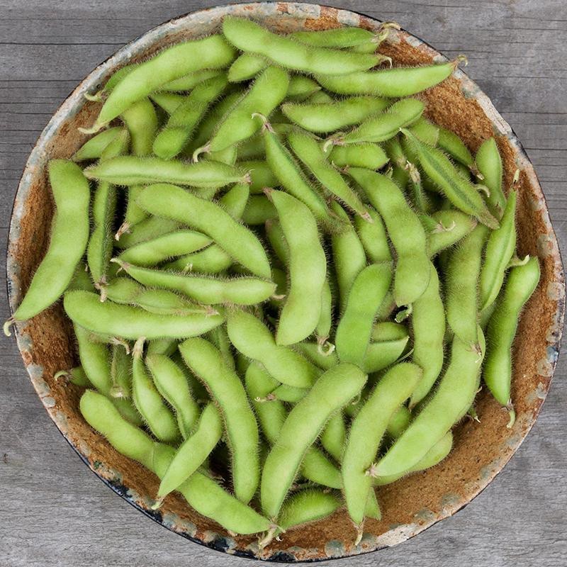 Sojaboon Edamame 'Chiba Green', Glycine max -zaden- Sojaboon Edamame 'Chiba Green', Glycine max -zaden-