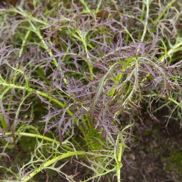 Bladmosterd, Brassica juncea 'Purple Frills' -zaden-