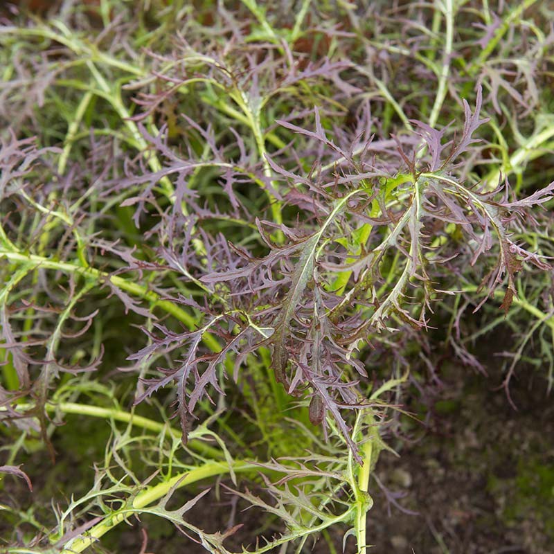 Bladmosterd, Brassica juncea 'Purple Frills' -zaden- Bladmosterd, Brassica juncea 'Purple Frills' -zaden-