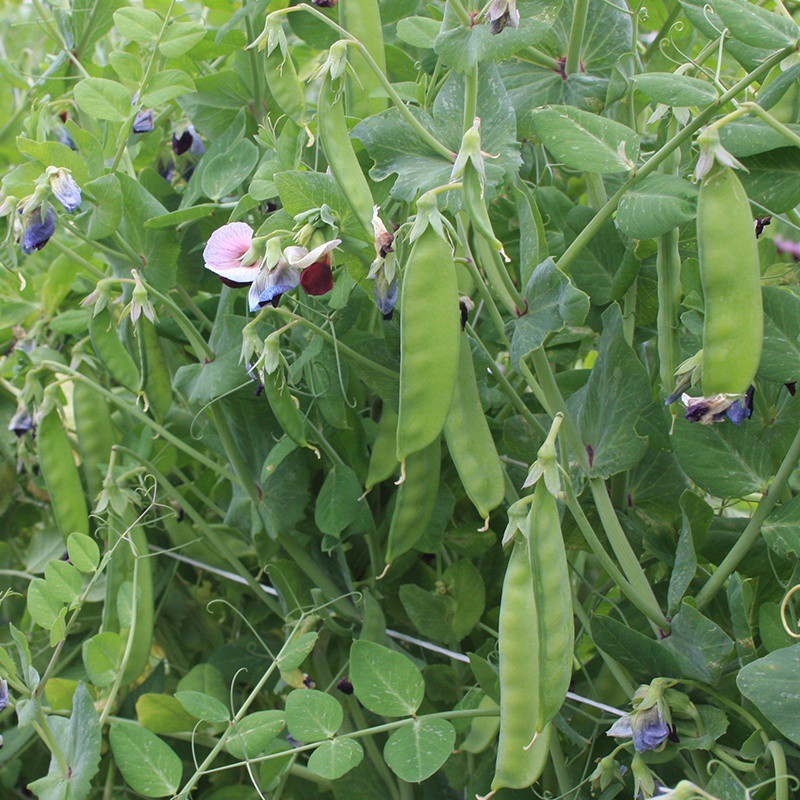 Rijspeul 'Grijze Roodbloeiende', Pisum sativum -zaden- Rijspeul 'Grijze Roodbloeiende', Pisum sativum -zaden-