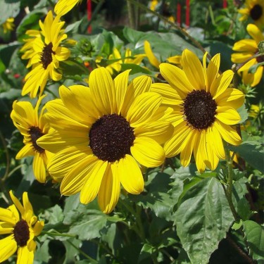 Zonnebloem, kleinbloemig, Helianthus debilis -zaden-