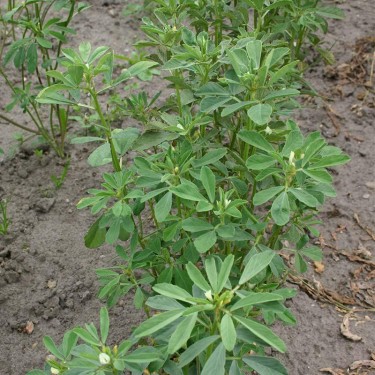 Fenegriek, Trigonella foenum-graecum -zaden-