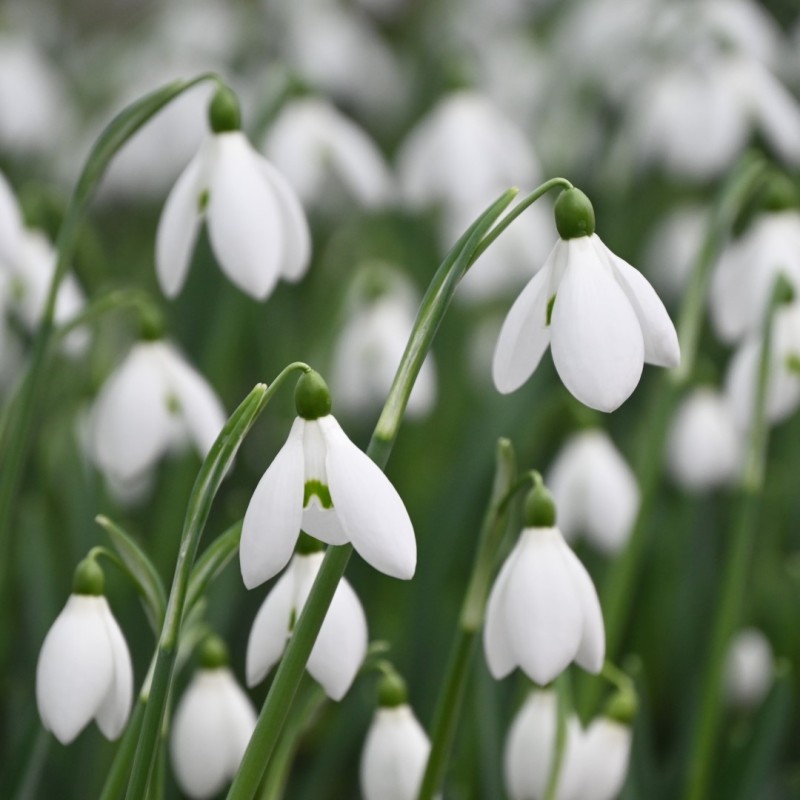 Galanthus 'Straffan' Galanthus 'Straffan'