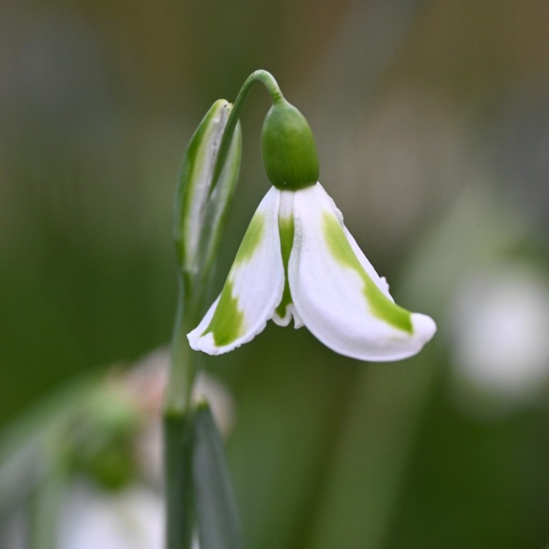 Galanthus 'Trimmer' Galanthus 'Trimmer'