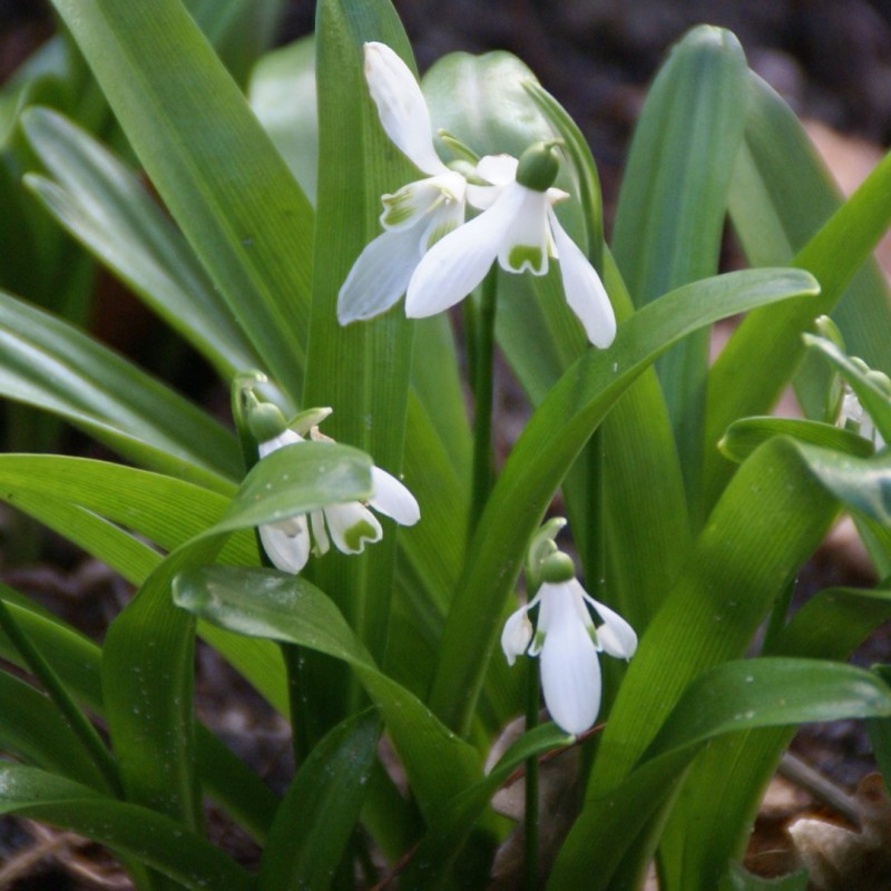 Galanthus woronowii -in the green- Galanthus woronowii -in the green-