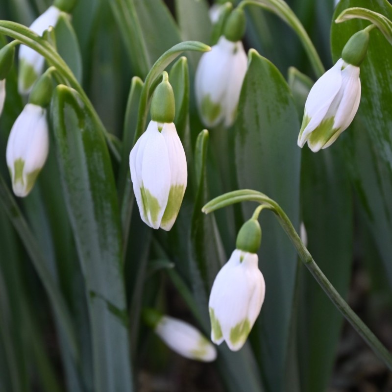 Galanthus 'Green Brush' Galanthus 'Green Brush'
