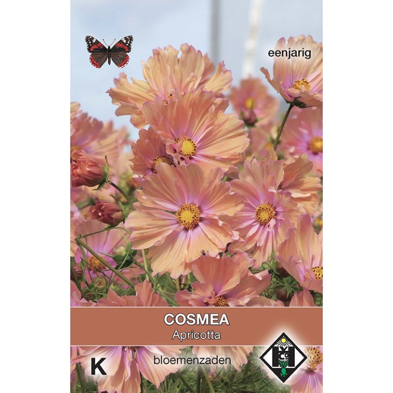 Cosmos bipinnatus 'Apricotta' -zaden- Cosmos bipinnatus 'Apricotta' -zaden-