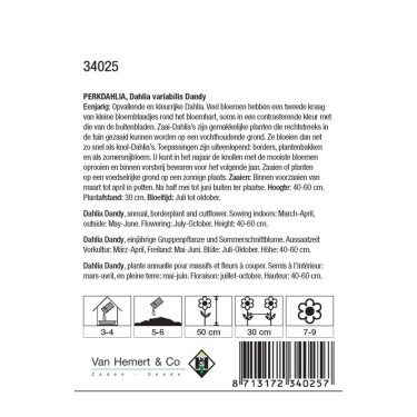 Dahlia variabilis 'Dandy' -zaden-