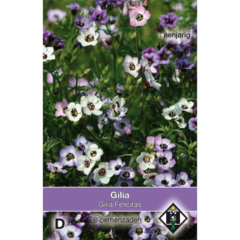 Gilia tricolor 'Felicitas' -zaden- Gilia tricolor 'Felicitas' -zaden-