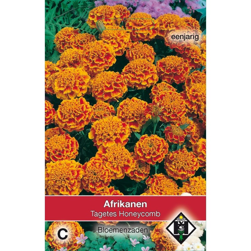 Tagetes patula nana 'Honeycomb' -zaden- Tagetes patula nana 'Honeycomb' -zaden-