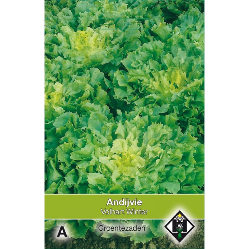 Andijvie, Cichorium endivia 'Breedblad Volhart Winter' -zaden- Andijvie, Cichorium endivia 'Breedblad Volhart Winter' -zaden-