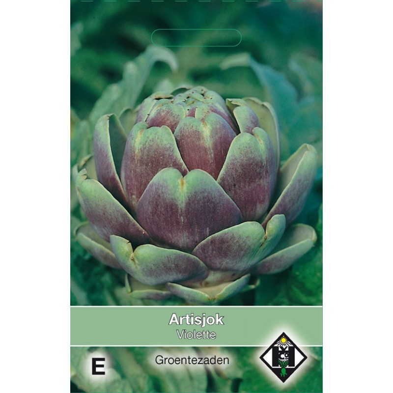 Artisjok, Cynara scolymus 'Violette' -zaden- Artisjok, Cynara scolymus 'Violette' -zaden-