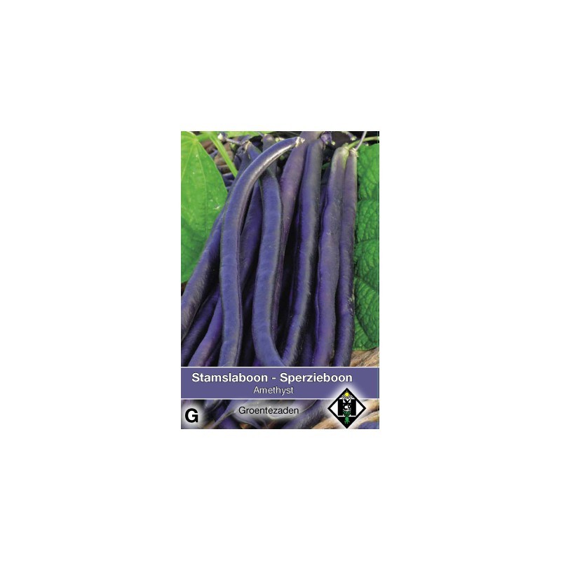 Stamslaboon, Phaseolus vulgaris 'Amethyst', 30 gr. -zaden- Stamslaboon, Phaseolus vulgaris 'Amethyst', 30 gr. -zaden-