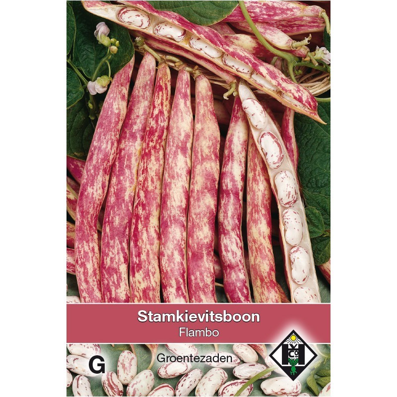 Stamkievitsboon 'Flambo' -zaden-