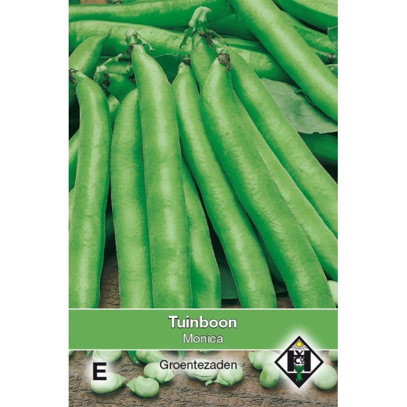 Tuinboon, Vica faba 'Monica', 60 gr. -zaden- Tuinboon, Vica faba 'Monica', 60 gr. -zaden-
