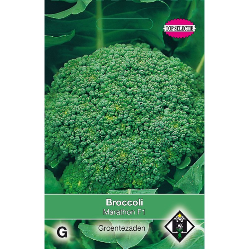 Broccoli, Brassica oleracea cymosa 'Marathon F1' -zaden- Broccoli, Brassica oleracea cymosa 'Marathon F1' -zaden-