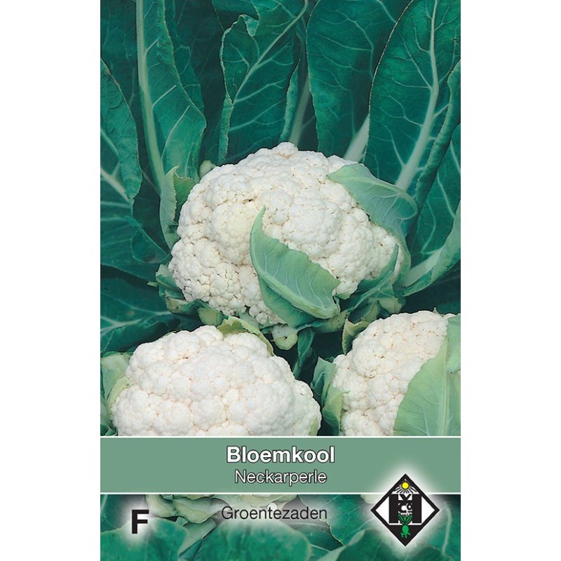 Bloemkool, Brassica oleracea botrytis 'Neckarperle' -zaden- Bloemkool, Brassica oleracea botrytis 'Neckarperle' -zaden-