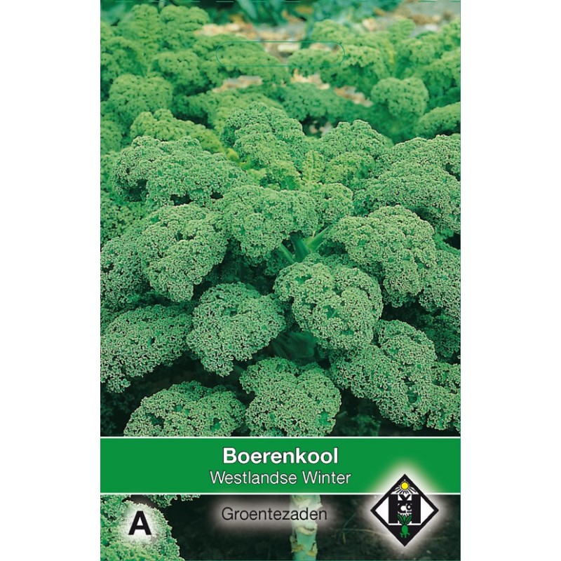 Boerenkool, Brassica oleracea sabellica 'Westlandse Winter' -zaden- Boerenkool, Brassica oleracea sabellica 'Westlandse Winter' -zaden-