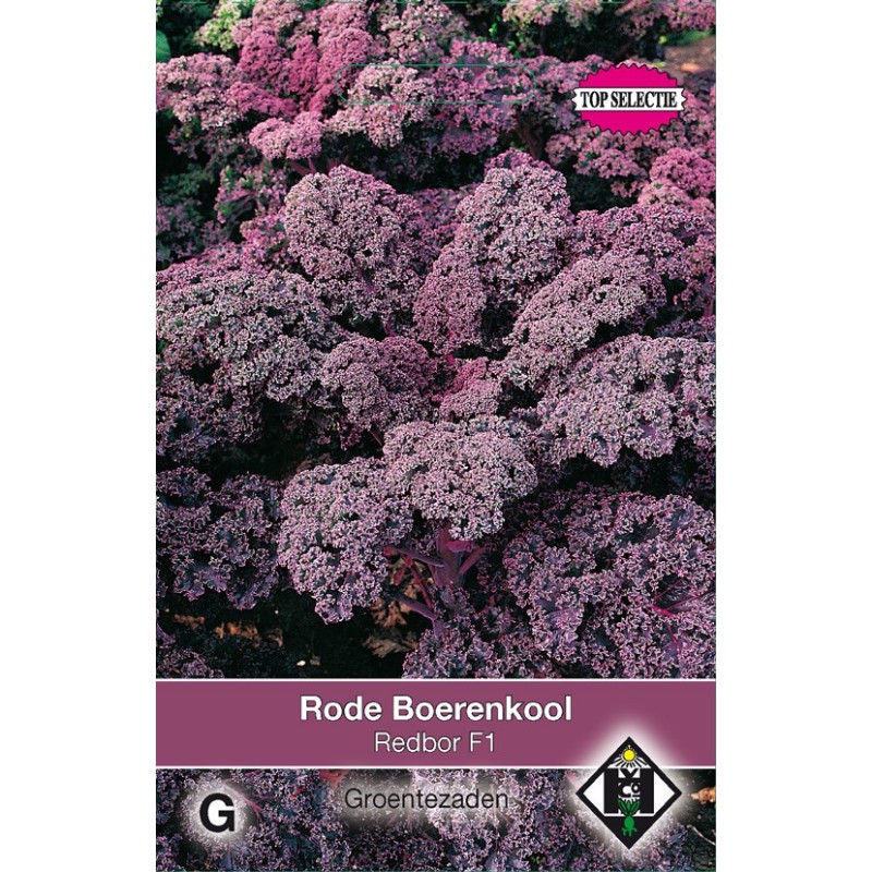 Rode boerenkool, Brassica oleracea sabellica 'Red Bor F1' -zaden- Rode boerenkool, Brassica oleracea sabellica 'Red Bor F1' -zaden-