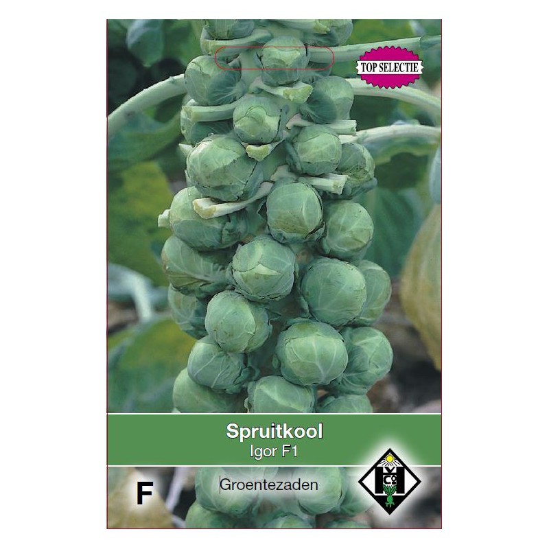 Spruitkool, Brassica oleracea gemmifera 'Igor F1' -zaden- Spruitkool, Brassica oleracea gemmifera 'Igor F1' -zaden-