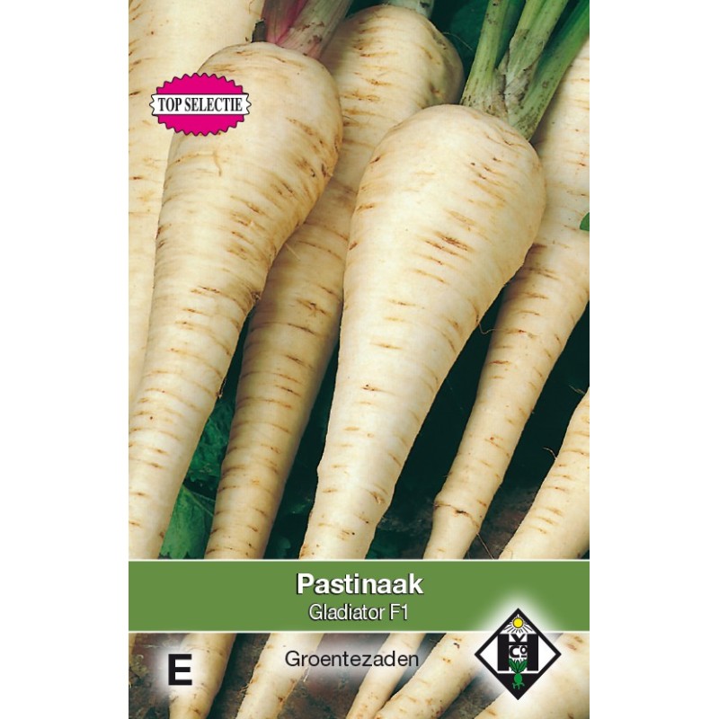 Pastinaak, Pastinaca sativa 'Gladiator F1' -zaden- Pastinaak, Pastinaca sativa 'Gladiator F1' -zaden-