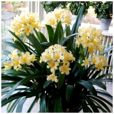 Clivia miniata var. citrina