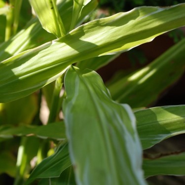 Zingiber mioga 'White Feather' Zingiber mioga 'White Feather'