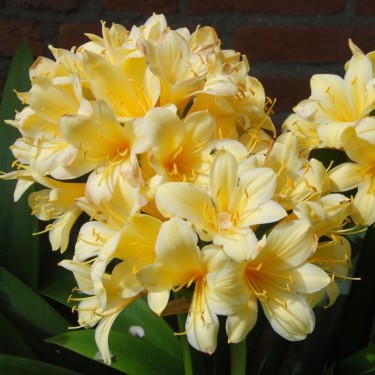 Clivia miniata var. citrina 'Yellow Star'