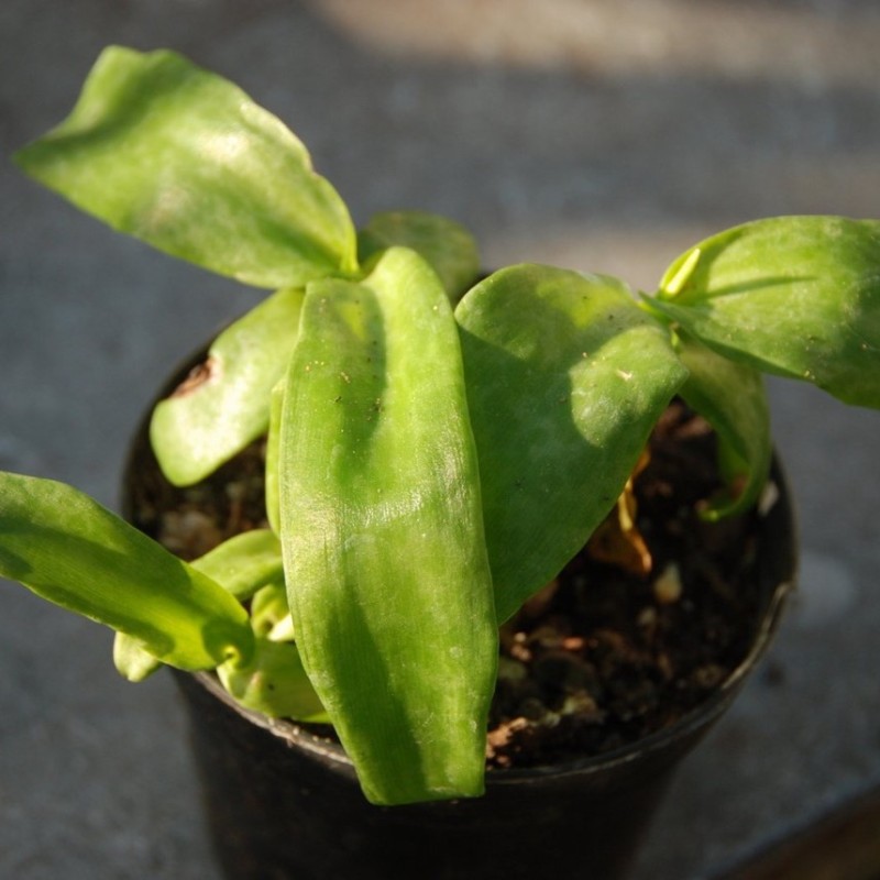 Ledebouria socialis -green leaved- Ledebouria socialis -green leaved-
