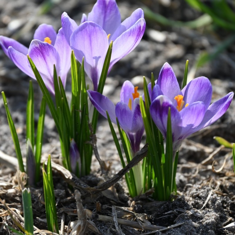 Crocus tommasinianus 'Rudy Light' Crocus tommasinianus 'Rudy Light'