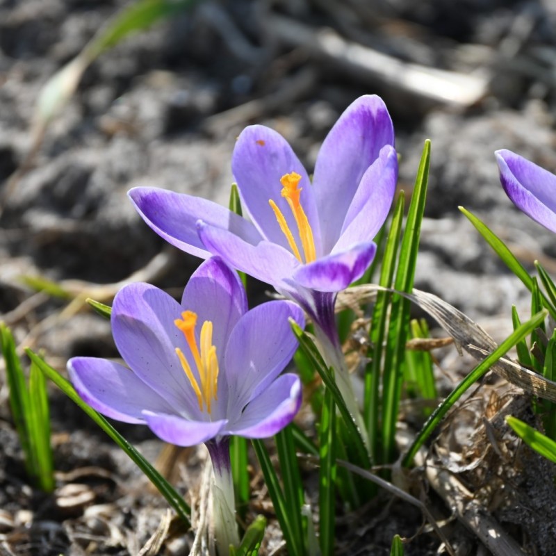Crocus tommasinianus 'Rudy Light' Crocus tommasinianus 'Rudy Light'