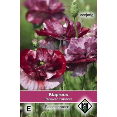 Papaver rhoeas 'Pandora' -zaden-