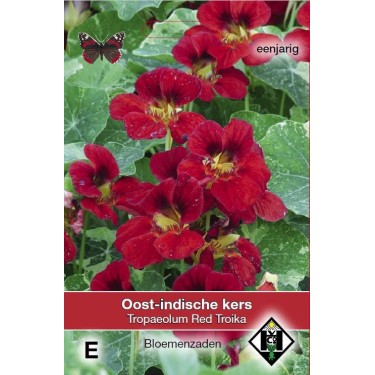 Tropaeolum majus nanum 'Red Troika' -zaden-