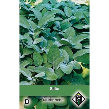 Salie / Salvia -zaden-