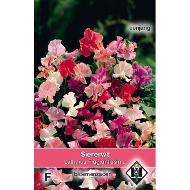 Lathyrus odoratus 'Fragrantissima' -zaden-