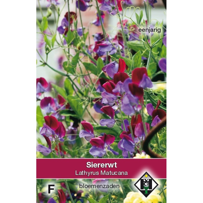 Lathyrus odoratus 'Matucana' -zaden- Lathyrus odoratus 'Matucana' -zaden-