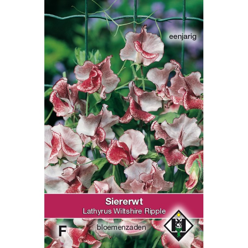 Lathyrus odoratus 'Wiltshire Ripple' -zaden- Lathyrus odoratus 'Wiltshire Ripple' -zaden-