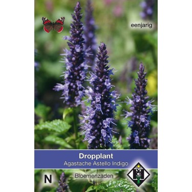 Agastache hybrida 'Astello Indigo' -zaden-
