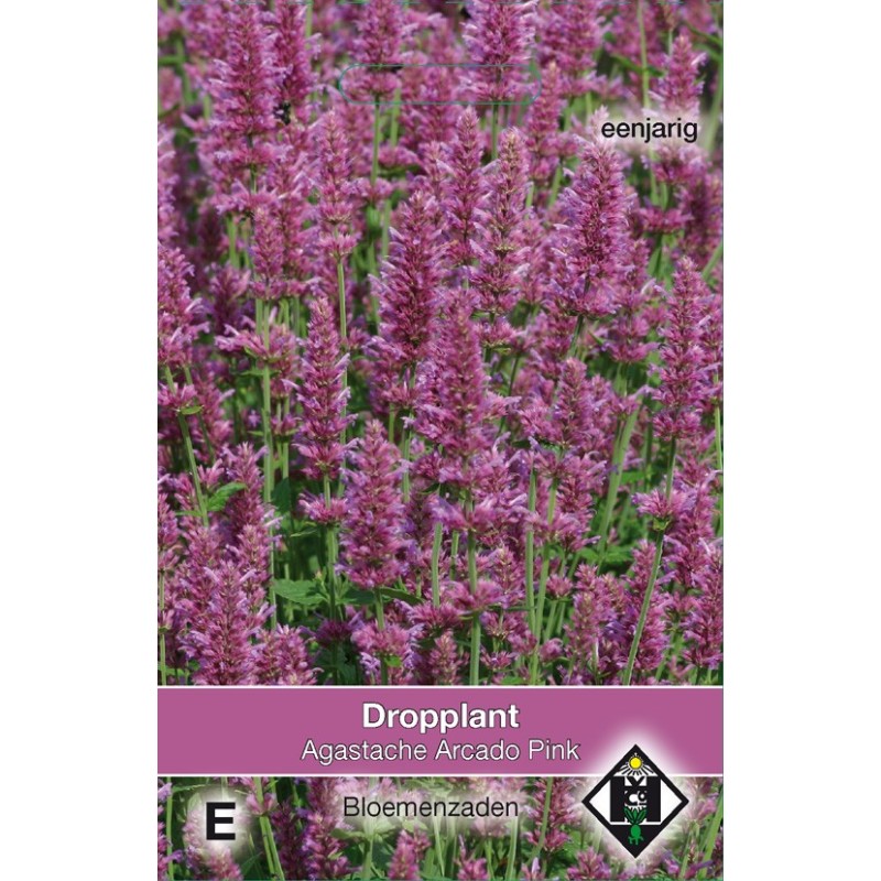 Agastache hybrida 'Arcado Pink' -zaden- Agastache hybrida 'Arcado Pink' -zaden-