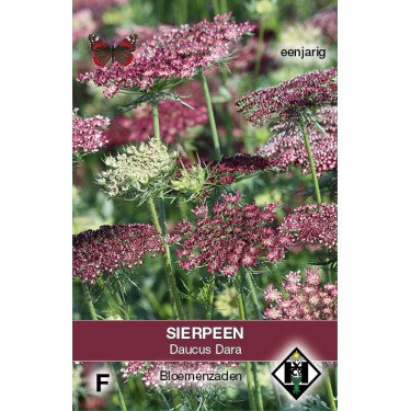Daucus carota 'Dara' -zaden-